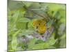 Yellow Warbler Male Building Nest,  Pt. Pelee National Park, Ontario, Canada-Arthur Morris-Mounted Photographic Print