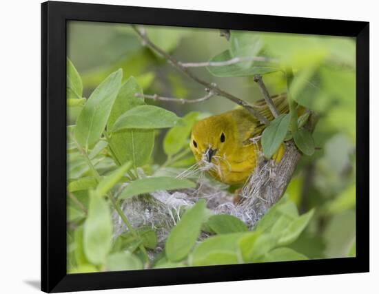 Yellow Warbler Male Building Nest,  Pt. Pelee National Park, Ontario, Canada-Arthur Morris-Framed Photographic Print