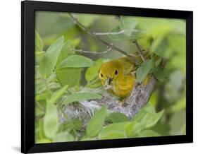 Yellow Warbler Male Building Nest,  Pt. Pelee National Park, Ontario, Canada-Arthur Morris-Framed Photographic Print