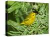 Yellow Warbler, Male, South Padre Island, Texas, USA-Rolf Nussbaumer-Stretched Canvas