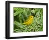 Yellow Warbler, Male, South Padre Island, Texas, USA-Rolf Nussbaumer-Framed Premium Photographic Print