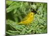 Yellow Warbler, Male, South Padre Island, Texas, USA-Rolf Nussbaumer-Mounted Premium Photographic Print