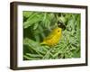 Yellow Warbler, Male, South Padre Island, Texas, USA-Rolf Nussbaumer-Framed Photographic Print