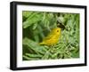 Yellow Warbler, Male, South Padre Island, Texas, USA-Rolf Nussbaumer-Framed Photographic Print