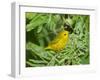 Yellow Warbler, Male, South Padre Island, Texas, USA-Rolf Nussbaumer-Framed Photographic Print