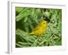 Yellow Warbler, Male, South Padre Island, Texas, USA-Rolf Nussbaumer-Framed Photographic Print