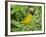 Yellow Warbler, Male, South Padre Island, Texas, USA-Rolf Nussbaumer-Framed Photographic Print