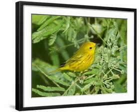 Yellow Warbler, Male, South Padre Island, Texas, USA-Rolf Nussbaumer-Framed Photographic Print