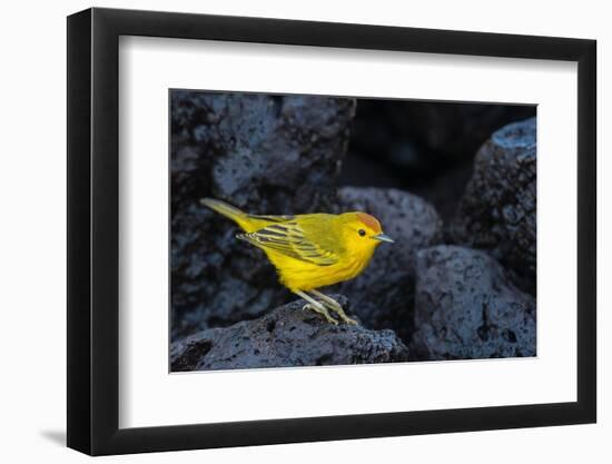 Yellow warbler on lava rocks, Galapagos-John Shaw-Framed Photographic Print