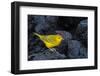 Yellow warbler on lava rocks, Galapagos-John Shaw-Framed Photographic Print