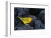 Yellow warbler on lava rocks, Galapagos-John Shaw-Framed Photographic Print