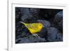 Yellow warbler on lava rocks, Galapagos-John Shaw-Framed Photographic Print