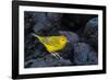 Yellow warbler on lava rocks, Galapagos-John Shaw-Framed Photographic Print