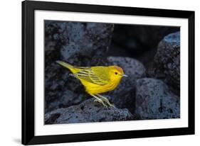 Yellow warbler on lava rocks, Galapagos-John Shaw-Framed Photographic Print