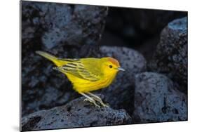 Yellow warbler on lava rocks, Galapagos-John Shaw-Mounted Photographic Print
