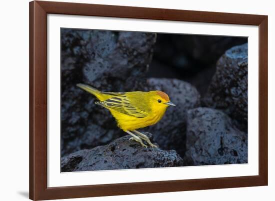 Yellow warbler on lava rocks, Galapagos-John Shaw-Framed Photographic Print