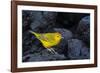 Yellow warbler on lava rocks, Galapagos-John Shaw-Framed Photographic Print