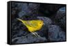 Yellow warbler on lava rocks, Galapagos-John Shaw-Framed Stretched Canvas