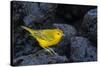 Yellow warbler on lava rocks, Galapagos-John Shaw-Stretched Canvas