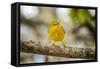 Yellow warbler. San Cristobal Island, Galapagos Islands, Ecuador-Adam Jones-Framed Stretched Canvas