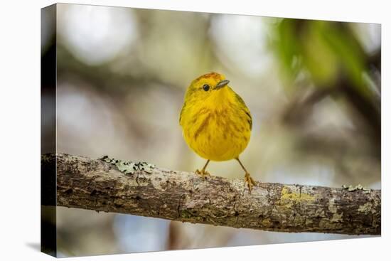 Yellow warbler. San Cristobal Island, Galapagos Islands, Ecuador-Adam Jones-Stretched Canvas