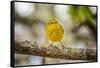 Yellow warbler. San Cristobal Island, Galapagos Islands, Ecuador-Adam Jones-Framed Stretched Canvas