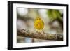 Yellow warbler. San Cristobal Island, Galapagos Islands, Ecuador-Adam Jones-Framed Photographic Print