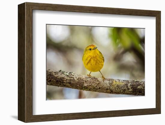 Yellow warbler. San Cristobal Island, Galapagos Islands, Ecuador-Adam Jones-Framed Photographic Print