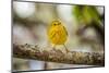 Yellow warbler. San Cristobal Island, Galapagos Islands, Ecuador-Adam Jones-Mounted Photographic Print