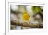 Yellow warbler. San Cristobal Island, Galapagos Islands, Ecuador-Adam Jones-Framed Photographic Print