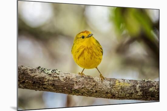 Yellow warbler. San Cristobal Island, Galapagos Islands, Ecuador-Adam Jones-Mounted Photographic Print