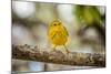 Yellow warbler. San Cristobal Island, Galapagos Islands, Ecuador-Adam Jones-Mounted Photographic Print