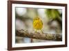 Yellow warbler. San Cristobal Island, Galapagos Islands, Ecuador-Adam Jones-Framed Photographic Print