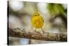 Yellow warbler. San Cristobal Island, Galapagos Islands, Ecuador-Adam Jones-Stretched Canvas