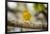 Yellow warbler. San Cristobal Island, Galapagos Islands, Ecuador-Adam Jones-Framed Photographic Print