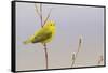 Yellow Warbler Singing-Ken Archer-Framed Stretched Canvas