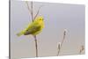 Yellow Warbler Singing-Ken Archer-Stretched Canvas