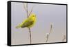 Yellow Warbler Singing-Ken Archer-Framed Stretched Canvas