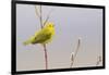 Yellow Warbler Singing-Ken Archer-Framed Photographic Print