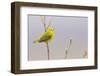 Yellow Warbler Singing-Ken Archer-Framed Photographic Print