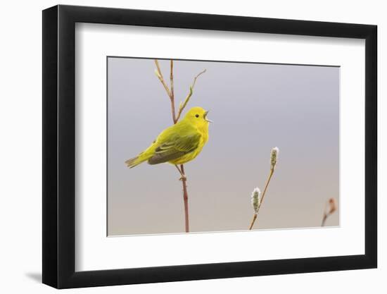 Yellow Warbler Singing-Ken Archer-Framed Photographic Print