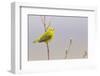 Yellow Warbler Singing-Ken Archer-Framed Photographic Print