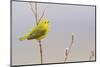 Yellow Warbler Singing-Ken Archer-Mounted Photographic Print