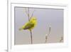 Yellow Warbler Singing-Ken Archer-Framed Photographic Print