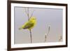 Yellow Warbler Singing-Ken Archer-Framed Photographic Print