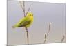Yellow Warbler Singing-Ken Archer-Mounted Photographic Print