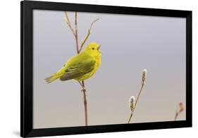 Yellow Warbler Singing-Ken Archer-Framed Photographic Print