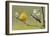 Yellow Warbler-Ken Archer-Framed Photographic Print