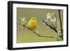 Yellow Warbler-Ken Archer-Framed Photographic Print