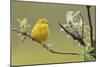 Yellow Warbler-Ken Archer-Mounted Photographic Print